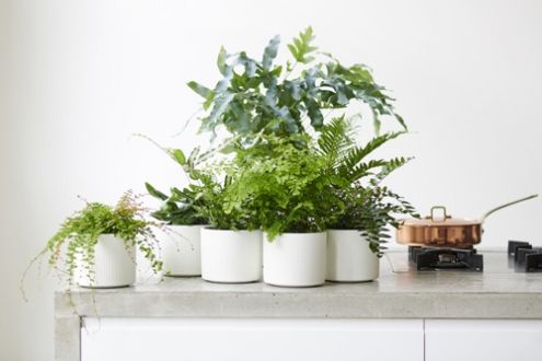 Houseplant of the month: Ferns