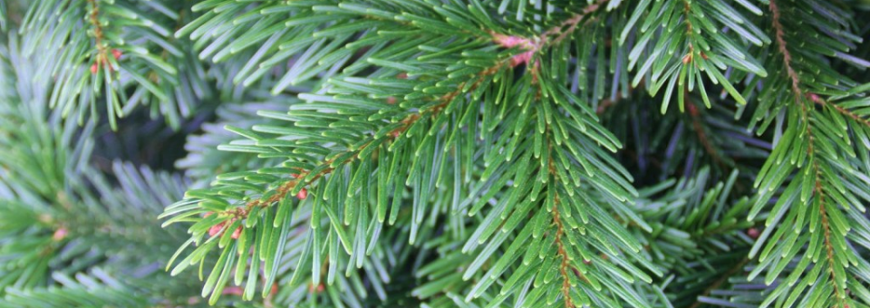 Real Christmas Trees