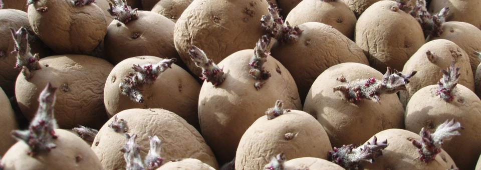 Seed Potatoes