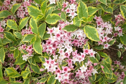 7 great shrubs for low-maintenance gardens