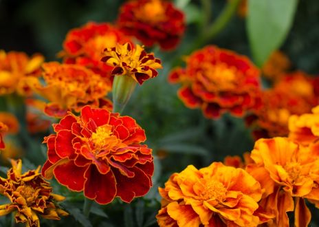 All about marigolds