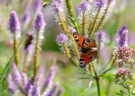 Create a pollinator garden