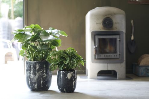 Houseplant of the month July: Monstera