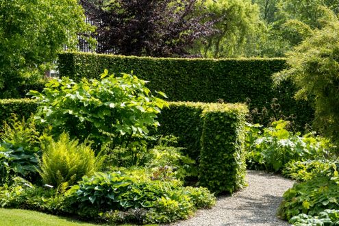 How and when to prune hedges