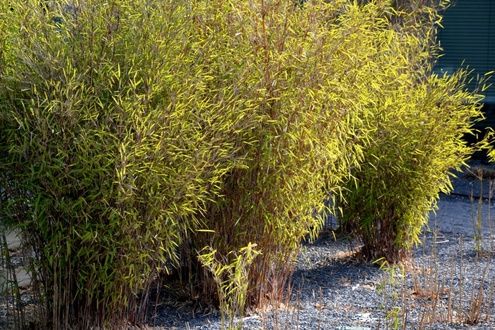 How to control and cut bamboo