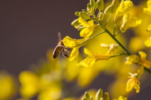 How to make a bee-friendly garden?