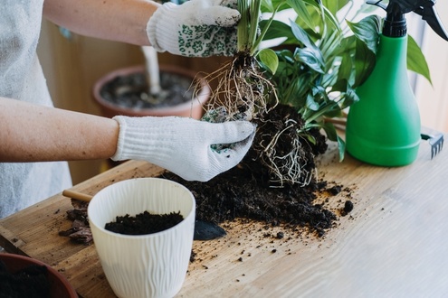 Repotting houseplants: How to always get it right