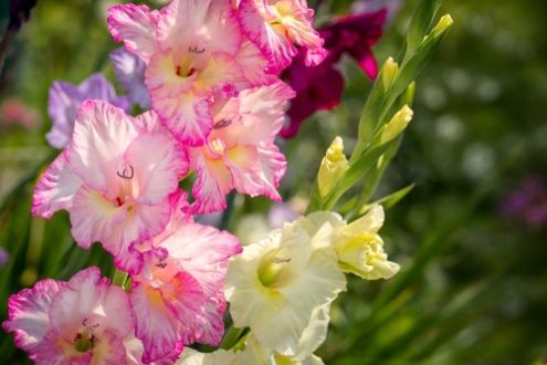 Summer flowers for a stunning garden