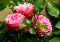 The plant of the month for June is the rose