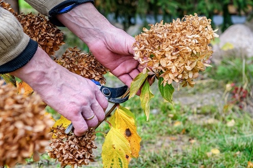 Tips on cutting back perennials in autumn