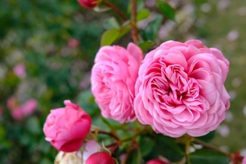 Top 8 roses for scent