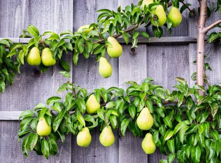 Top tips for growing fruit trees
