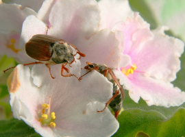 Keeping pests away naturally