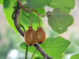 Edible climbers