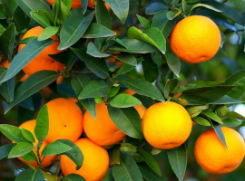 Container fruit